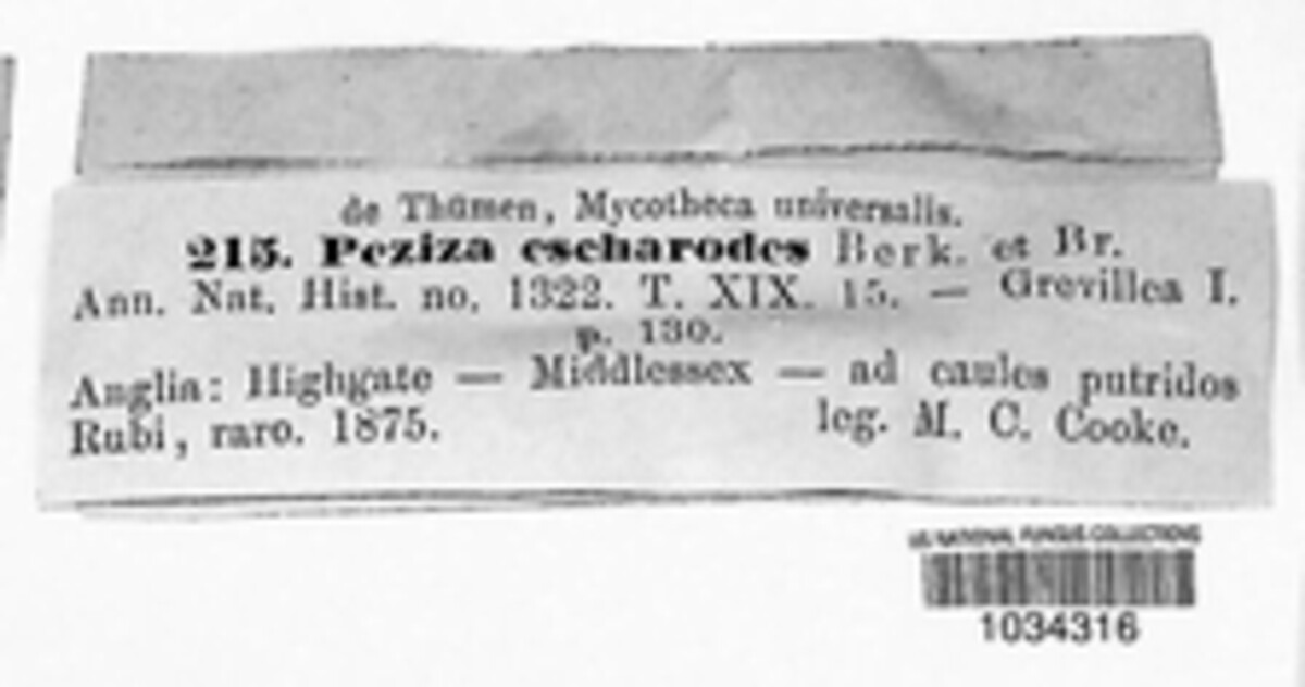Peziza escharoides image